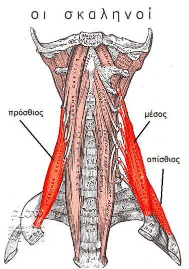 Σκαληνοί μύες