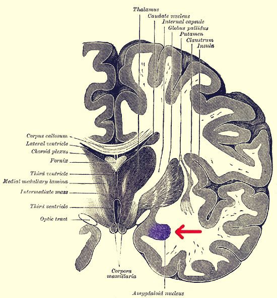 Τομή του εγκεφάλου. Η αμυγδαλή εμφανίζεται με μοβ χρώμα.