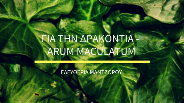 Δρακοντιά, ιδιότητες και αντενδείξεις - Arum Maculatum